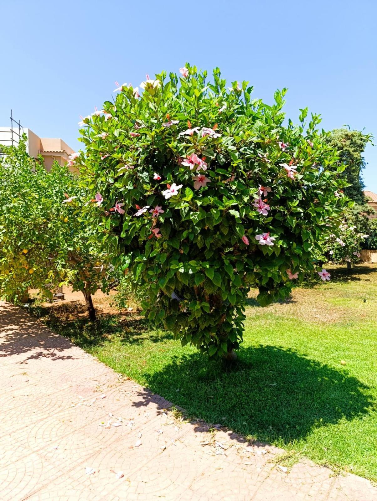 Casa In Giardino A Pochi Passi Dal Mare Villa Palermo Dış mekan fotoğraf